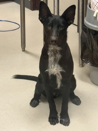DIAMOND - American Blue Heeler / Mix available for adoption