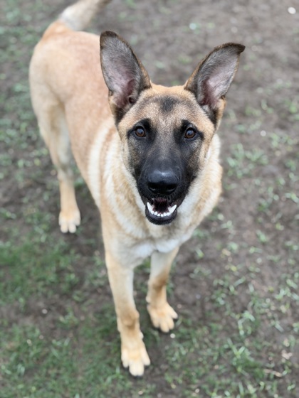 MASON - German Shepherd / Mix available for adoption
