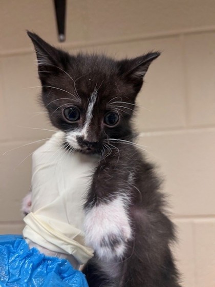GRUMPY BEAR - Domestic Shorthair / Mix for adoption in Lewisville