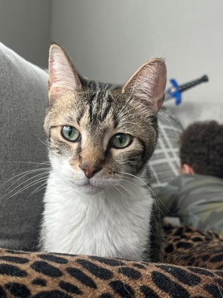 KLAUS - Domestic Shorthair / Mix for adoption in Lewisville
