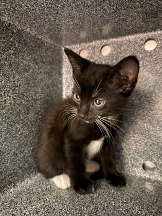 DEMETER - Domestic Shorthair / Mix available for adoption