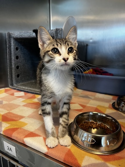 CROOKSHANKS - Domestic Shorthair / Mix available for adoption
