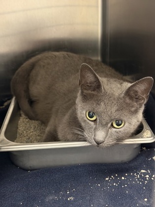 MIMOSA - Domestic Shorthair / Mix available for adoption