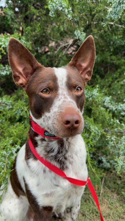 DUCKIE - Australian Cattle Dog / Mix available for adoption
