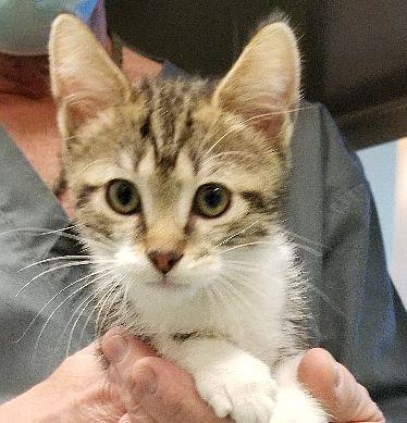 KLAUS - Domestic Shorthair / Mix available for adoption