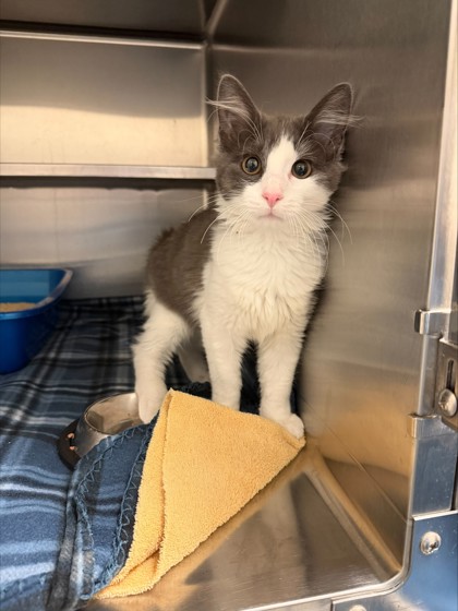 ZINNIA - Domestic Longhair / Mix for adoption in Lewisville