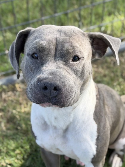 LOTUS - American Staffordshire Terrier / Mix available for adoption