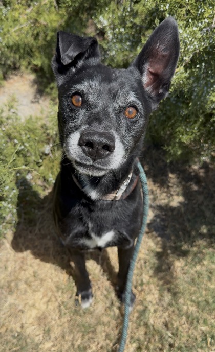 RUSS - Labrador Retriever / Mix available for adoption