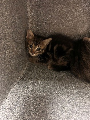 REDVINE - Domestic Shorthair / Mix available for adoption