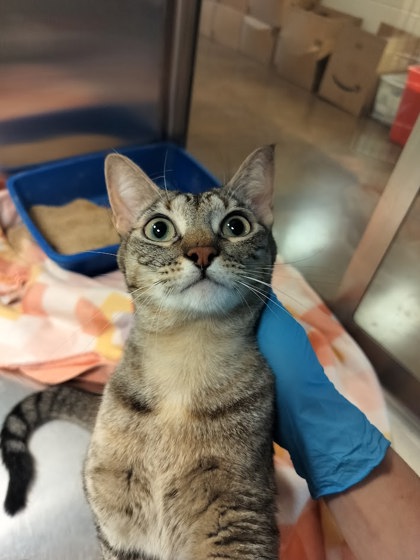 CHLOE - Domestic Shorthair / Mix for adoption in Lewisville