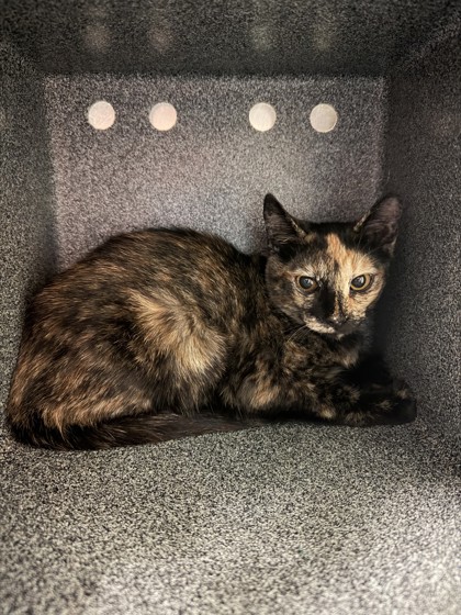 ELSA - Domestic Shorthair / Mix available for adoption