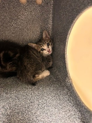 CROOKSHANKS - Domestic Shorthair / Mix available for adoption