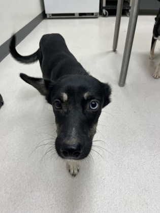 ANNABELLE - Australian Kelpie / Mix available for adoption