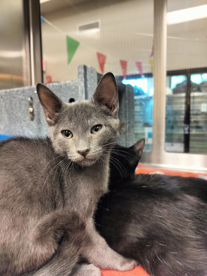 CALLISTO - Domestic Shorthair / Mix available for adoption