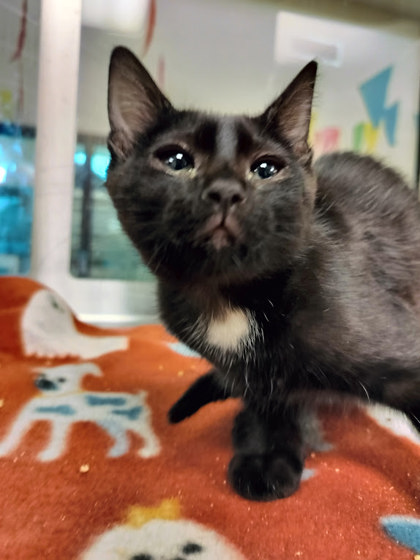 ANDROMEDA - Domestic Shorthair / Mix available for adoption