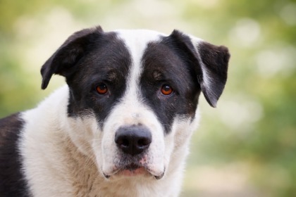 BOBO - Labrador Retriever / Mix available for adoption