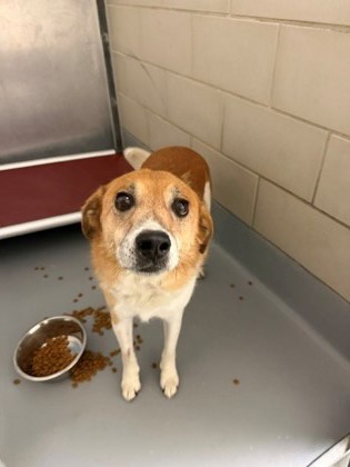 BISCUIT - Australian Cattle Dog / Mix available for adoption