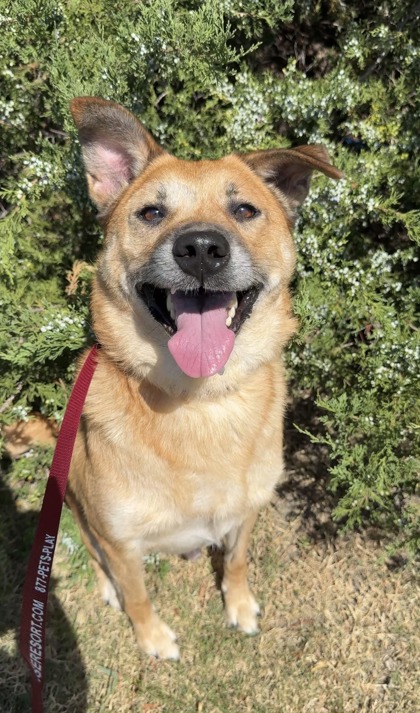 ASTRO - German Shepherd / Mix available for adoption
