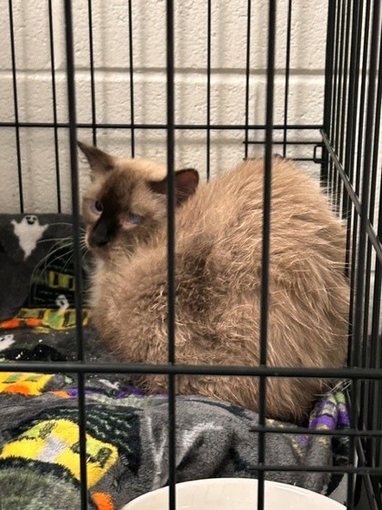 OPERA - Domestic Medium Hair / Mix available for adoption