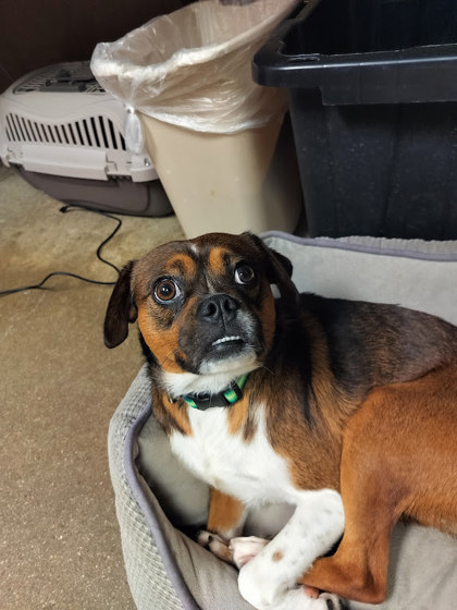 JEFF - Pug / Mix available for adoption