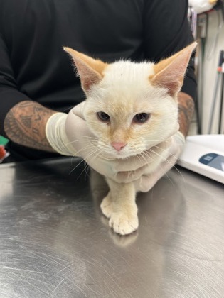 BENJAMIN - Domestic Shorthair / Mix available for adoption