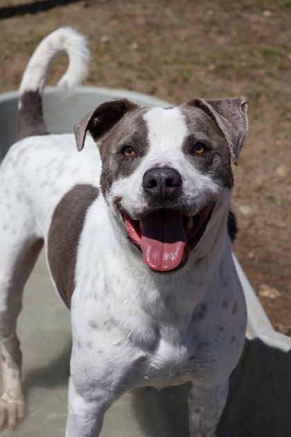 KYLE - American Pit Bull Terrier / Mix available for adoption