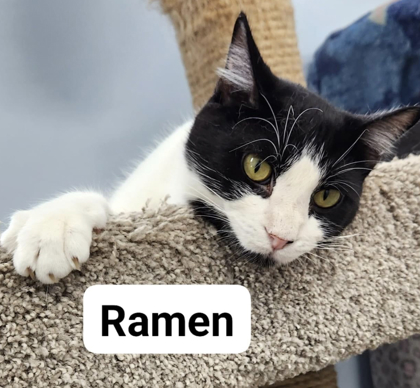 Ramen Noodle