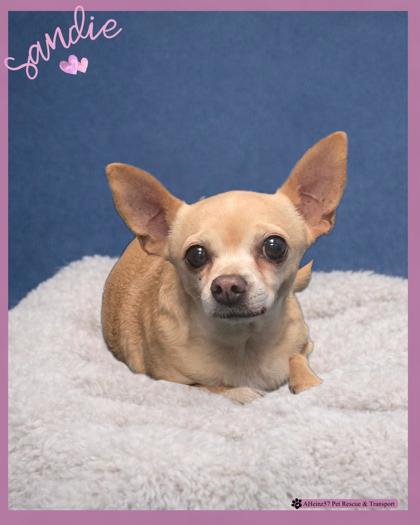 Sandie bonded to Buck