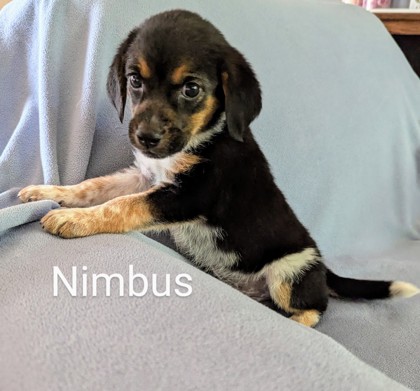 Nimbus