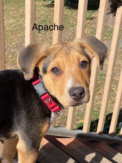 Apache