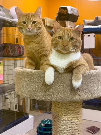 Bigglesworth bonded to Mike