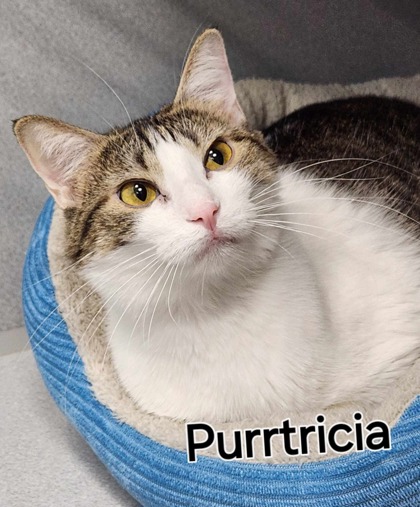 Purrtricia