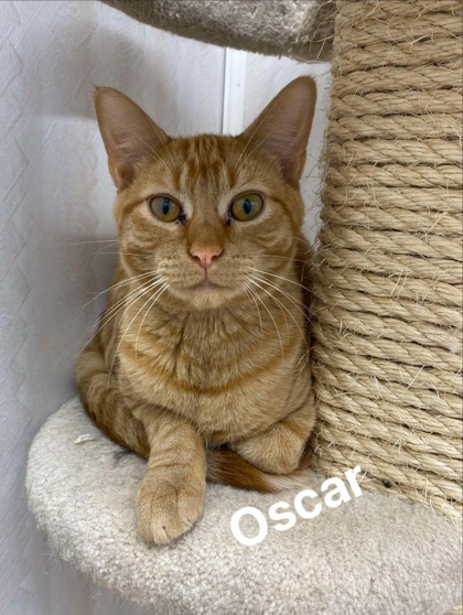 Oscar