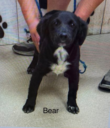 Bear