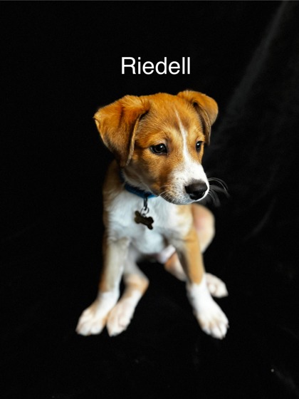 Riedell