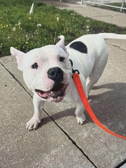 Biscuit