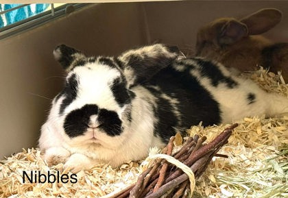 Nibbles bonded with Binky