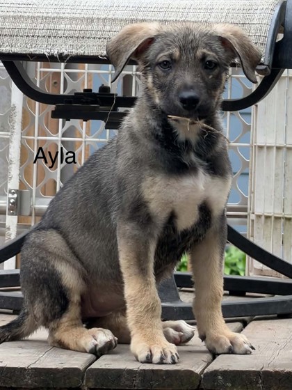 Ayla