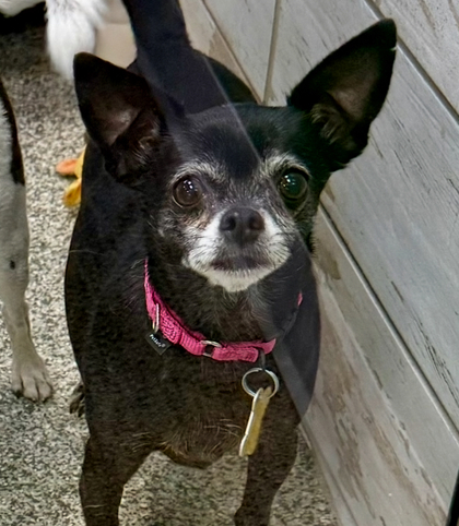 Mandy bonded to Thumper