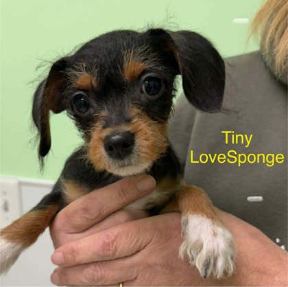 Tiny LoveSponge