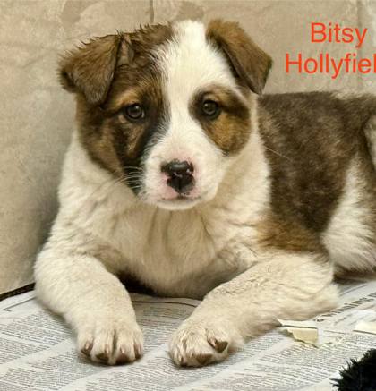 Bitsy Hollyfield
