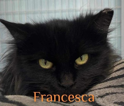 Francesca bonded to Catsanova