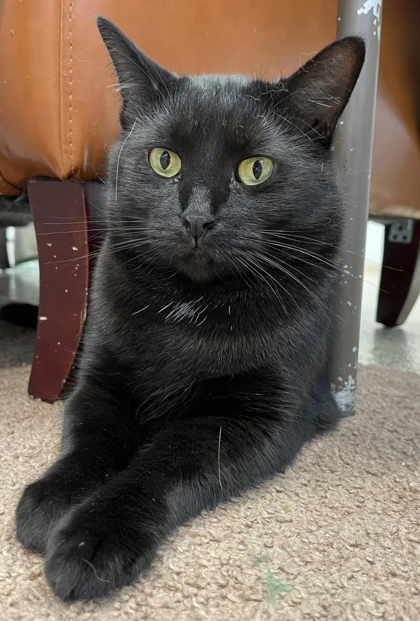 Ouzo bonded to Severun