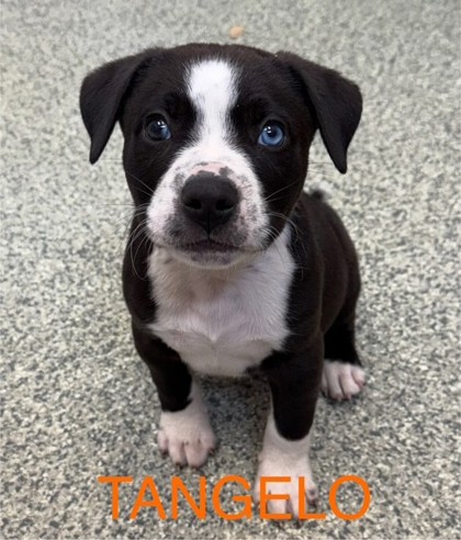 Tangelo