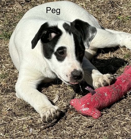 Peg