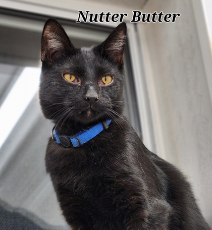 Nutter Butter