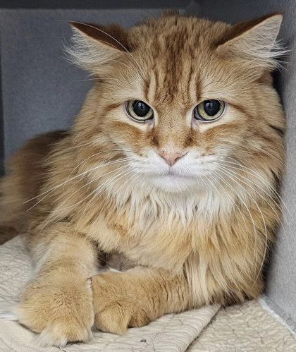 Madd Catter