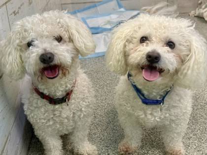 Peepers bonded to Casper