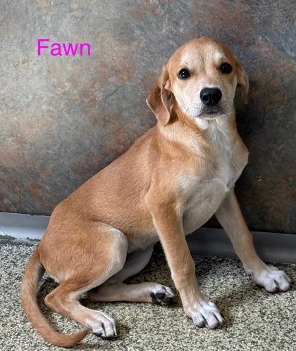 Fawn