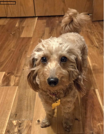 Lola bonded to Jackal